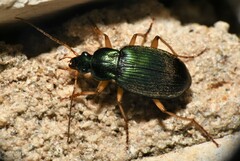 Chlaenius sericeus