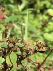 Ludwigia sphaerocarpa