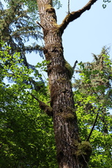 Populus trichocarpa