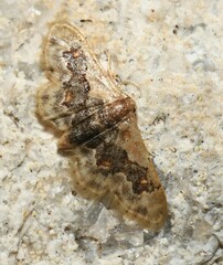 Idaea gemmata