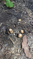 Scleroderma areolatum