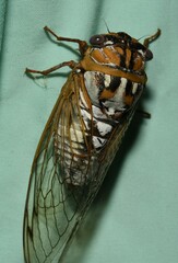 Megatibicen dealbatus
