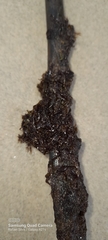 Rhodophyta