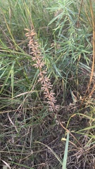 Dracocephalum thymiflorum