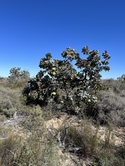 Protea nitida