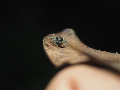 Hamataliwa