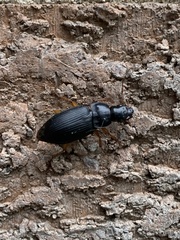 Pseudoophonus