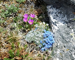Primula angustifolia