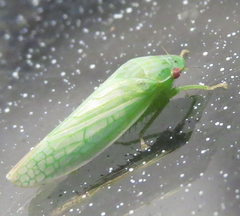 Gyponana octolineata