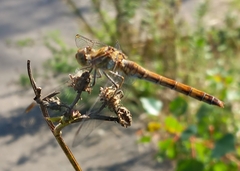 Sympetrum striolatum