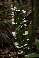 Favolus brasiliensis