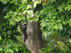 Cercopithecus cephus