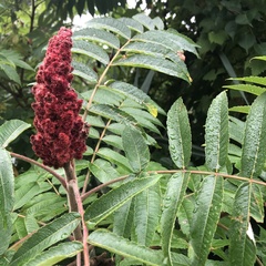 Rhus typhina