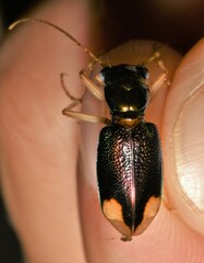 Tetracha carolina