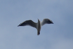 Chroicocephalus ridibundus