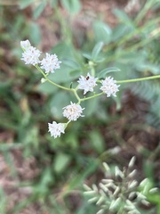 Florestina tripteris