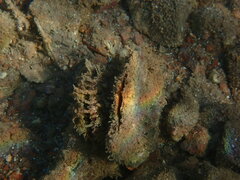 Pinctada imbricata