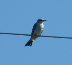 Tyrannus forficatus
