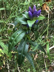 Gentiana andrewsii