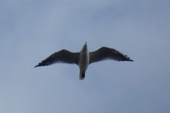 Chroicocephalus ridibundus