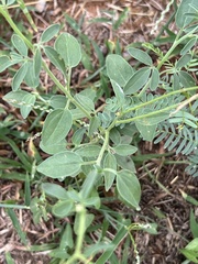 Florestina tripteris