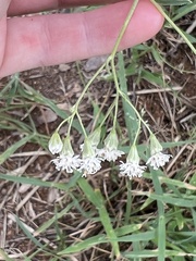 Florestina tripteris