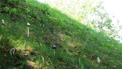 Coprinus comatus