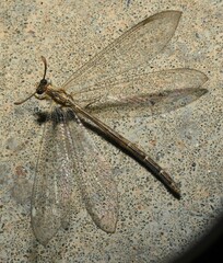 Brachynemurus