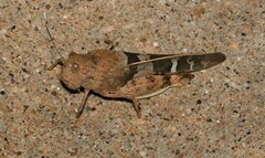 Leprus