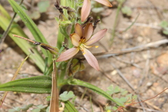 Wachendorfia multiflora