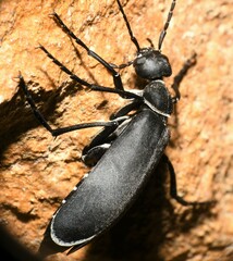 Epicauta segmenta