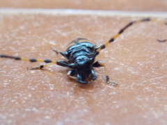 Dendrobias mandibularis