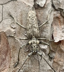 Monochamus notatus