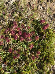 Thymus praecox britannicus