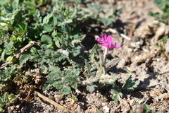 Glandularia polyantha