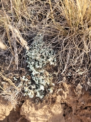 Cladonia foliacea