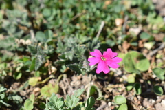 Glandularia polyantha
