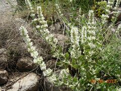 Nepeta italica
