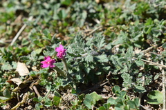Glandularia polyantha