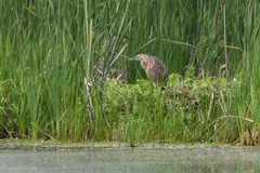 Botaurus lentiginosus