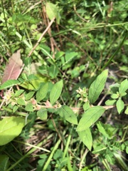 Ludwigia polycarpa