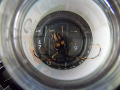 Dendrobias mandibularis