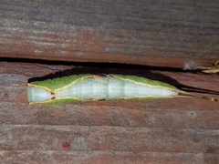 Furcula occidentalis