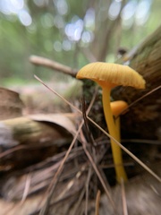 Gloioxanthomyces nitidus