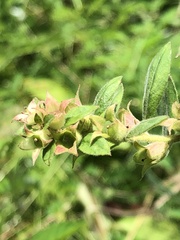 Ludwigia polycarpa