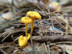 Gloioxanthomyces nitidus