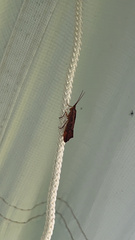 Nemotaulius hostilis