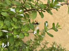 Trigona fulviventris