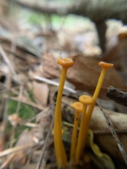 Gloioxanthomyces nitidus