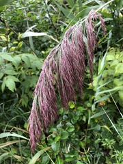 Miscanthus sinensis
